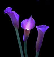 flores[1].jpg